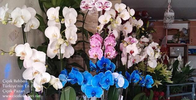 Beyaz Orkide Çiçekçilik Merkez, Ankara, Çankaya fotoğrafları