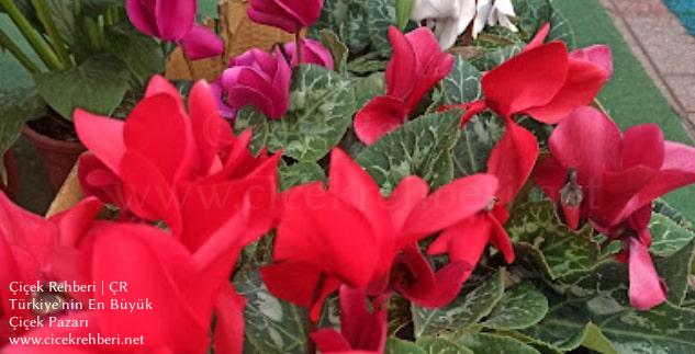 Beyza Çiçekçilik Merkez, Kastamonu, Araç fotoğrafları