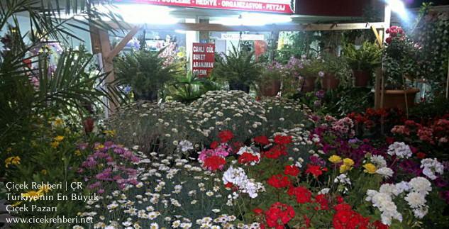 Alanya Defne Çiçekçilik Merkez, Antalya, Alanya fotoğrafları