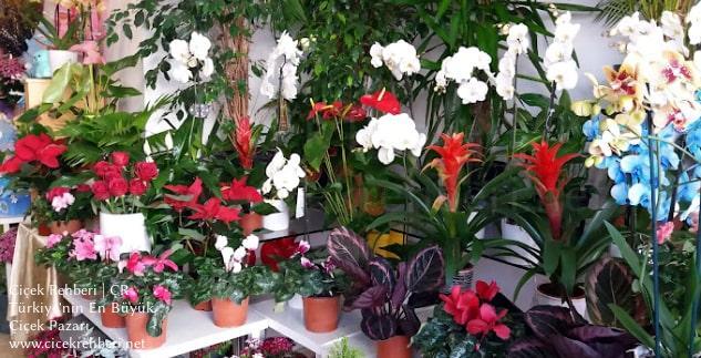 Filiz Çiçekçilik Merkez, İstanbul, Fatih fotoğrafları