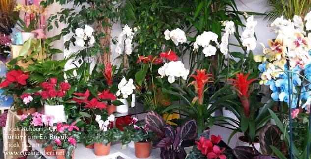 Filiz Çiçekçilik Merkez, İstanbul, Fatih fotoğrafları