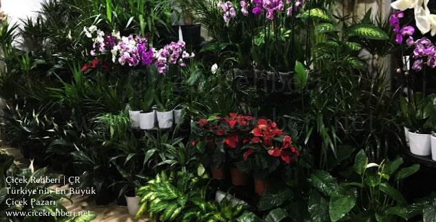 Yeşil Sera Çiçekçilik Merkez, Sakarya, Adapazarı fotoğrafları