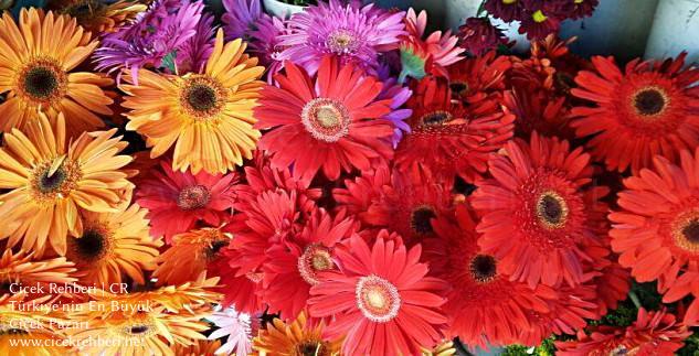 Parıltı Çiçekçilik Merkez, Adana, Seyhan fotoğrafları