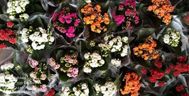 Enes Çiçekçilik Merkez, Eskişehir, Odunpazarı fotoğrafları