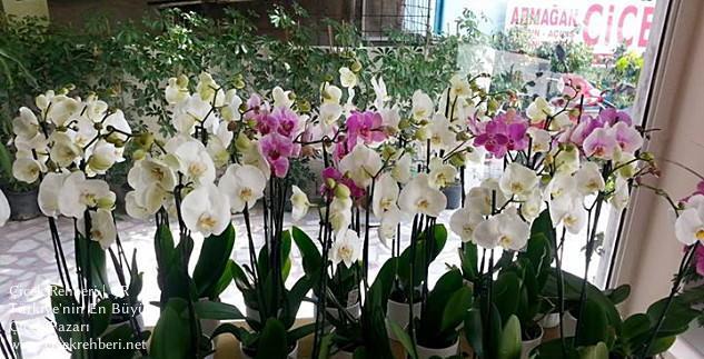 Armağan Çiçekçilik Merkez, Antalya, Alanya fotoğrafları