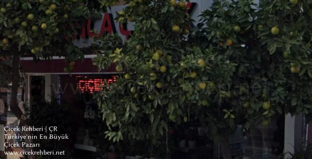 Yonca Çiçekçilik Merkez, Muğla, Fethiye fotoğrafları