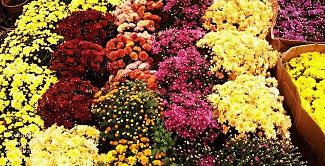 Burcu Çiçek Merkez, Adana, Seyhan fotoğrafları