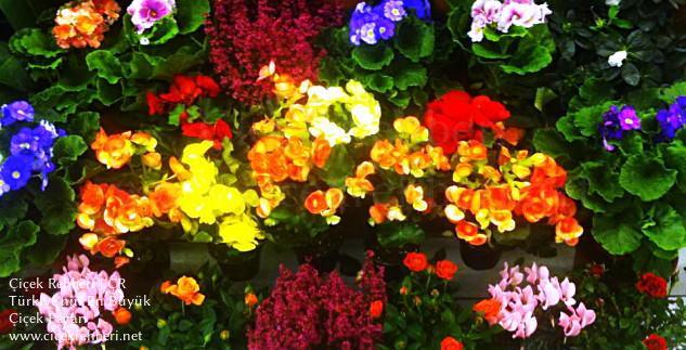Nergiz Çiçekçilik Merkez, Kayseri, Develi fotoğrafları