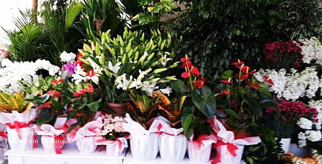 Manolya Çiçekçilik Merkez, Hatay, İskenderun fotoğrafları