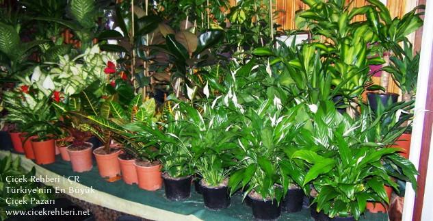 Yağmurlu Bahar Çiçek Bahçesi Merkez, Ankara, Etimesgut fotoğrafları