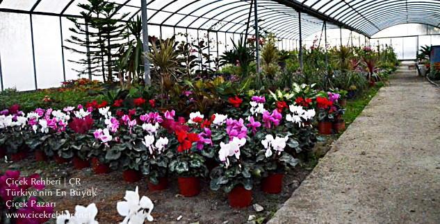 Açelya Çiçekçilik Merkez, Samsun, Çarşamba fotoğrafları